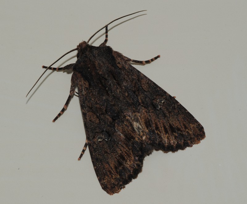 Conferma ID Noctuidae